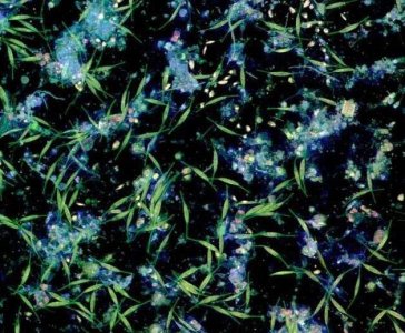 ​海洋中的微塑料最后都去往了哪里