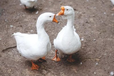 ​家鹅的祖先是什么动物?鸿雁和灰雁(继承了头顶瘤状冠)