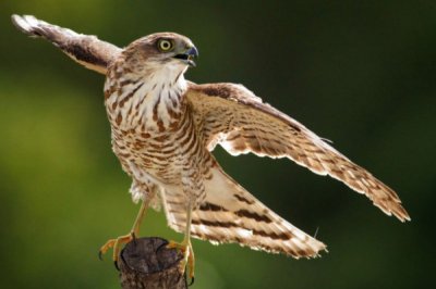 ​麻雀的天敌是什么?专吃小型雀形目的猛禽(视力极佳)