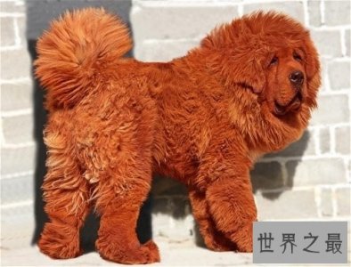 ​世界上最贵的藏獒，中国纯红藏獒高达5000万