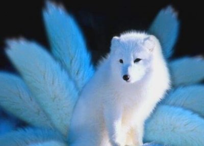 ​世界上最后一只九尾狐在哪，山中惊现九尾狐男子将其带回(专家鉴定为假)