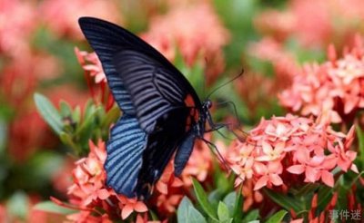 ​世界上最恐怖的蝴蝶 鬼美人凤蝶比较罕见(恐怖的诅咒)
