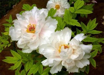 ​中国的国花是什么 为什么