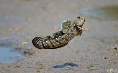 ​世界上最奇特的鱼 弹涂鱼可以在陆地生活(两栖鱼类)