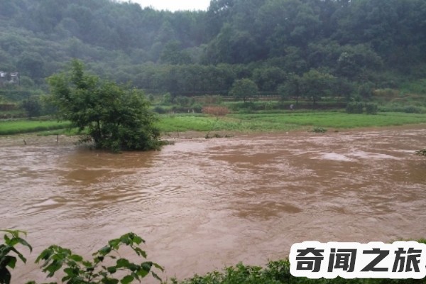 中国八三年蛇灾（目睹过成千上万条蛇在水中翻涌）(4)_