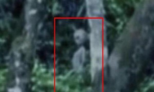 巴西亚马逊外星人事件经过拍到外星人的真面目(1)_