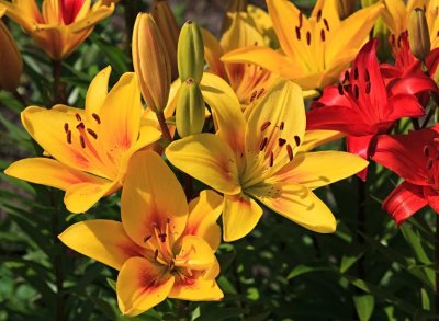 ​百合花一年开几次花