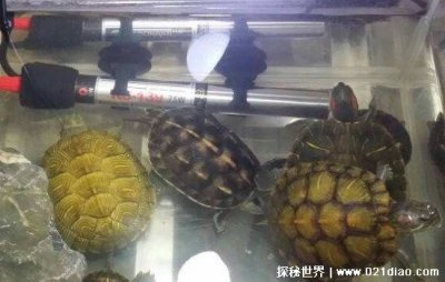 ​为什么养龟毁一生，耗费大量钱财和时间还容易传染疾病