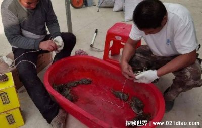 ​活螃蟹保存10天方法，水桶中就可以轻松饲养(水量控制很重要)