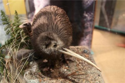 ​独逐一种不党羽的鸟是什么 怪僻鸟（不须要遨游逮食）