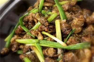 ​竹蝉能吃吗 竹蝉怎样吃比拟佳（油炸味讲佳）