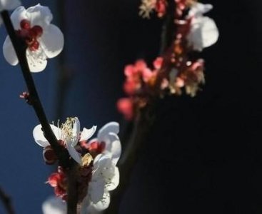 ​读史使人明智后面几句告诉我们什么