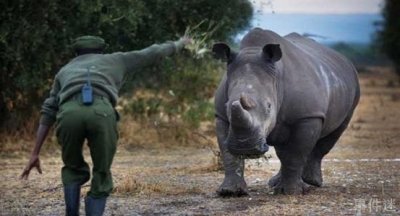 ​40名武装部队24小时保护的犀牛 白犀牛较珍贵(仅有一只)