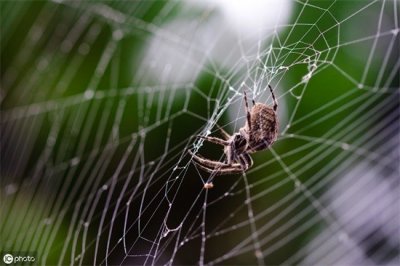 ​蜘蛛是昆虫吗(你知道蜘蛛是昆虫吗？)