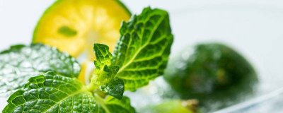 ​薄荷吃起来凉凉的为什么 薄荷吃起来凉凉的是为啥