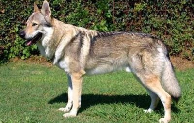 ​世界上最贵的狗排名，捷克狼犬排第一(10000美元)