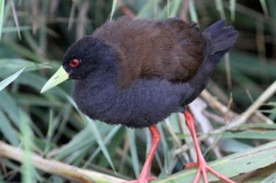 ​马岛苦恶鸟:仅分布于马达加斯加岛_喜欢涉水觅食