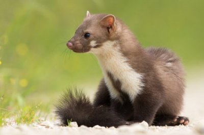 ​松貂:一种自戴口水兜的貂_脚迹遍及欧洲陆地