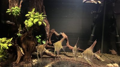 ​沉木黄水解决方法