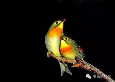 ​好美的相思鸟呀！