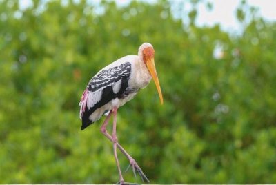 ​白头鹮鹤：体长可达100厘米，鸣喊声特殊_呱呱声