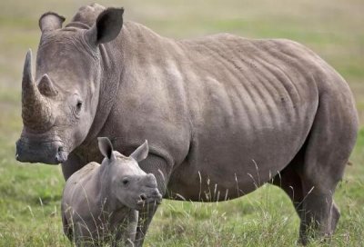 ​中国犀牛：1922年于中国灭绝，奔跑速度快_时速50公里