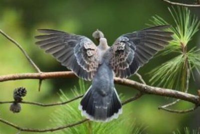 ​山斑鸠：发出kukuku的叫声，觅食动作活跃_头前后摆动