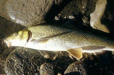 ​南魮:长有四根髯毛的鲇鱼_枯水期水坑中也能成活