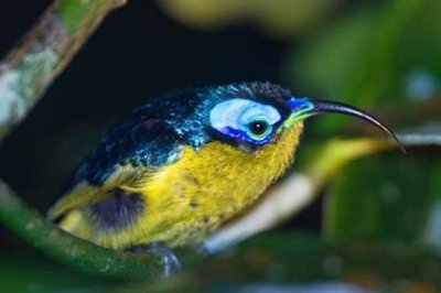 ​弯嘴裸眉鸫:长有委曲长喙的短尾鸟_最爱吸食花蜜