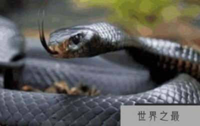 ​世界上速度最快的蛇,速度可以达到20公里