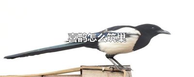 ​喜鹊怎么筑巢