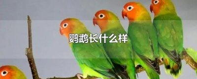 ​鹦鹉长什么样