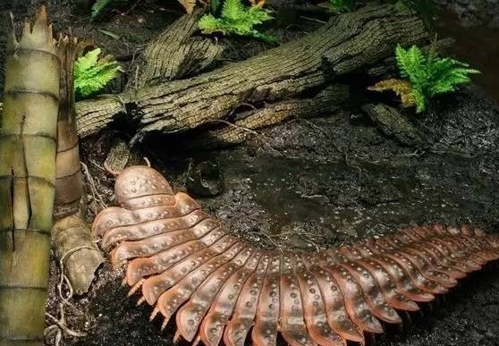 世界上最长的蜈蚣，比一个成年男性还要长，是远古的蜈蚣