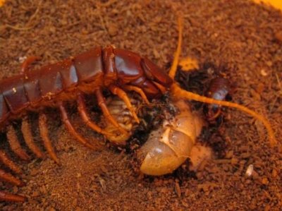 ​世界上最长的蜈蚣（世界上最长的蜈蚣，比一个成年男性还要长）