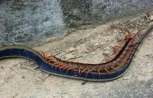 世界上最长的蜈蚣，比一个成年男性还要长，是远古的蜈蚣
