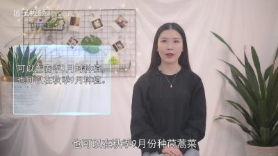 ​茼蒿菜什么时候种