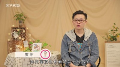 ​向日葵为什么会随着太阳转动