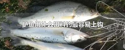 ​鲈鱼用什么饵料钓最容易上钩