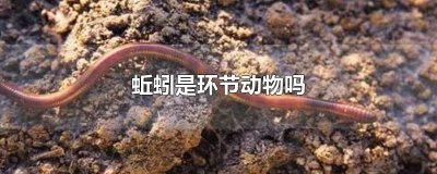 ​蚯蚓是环节动物吗