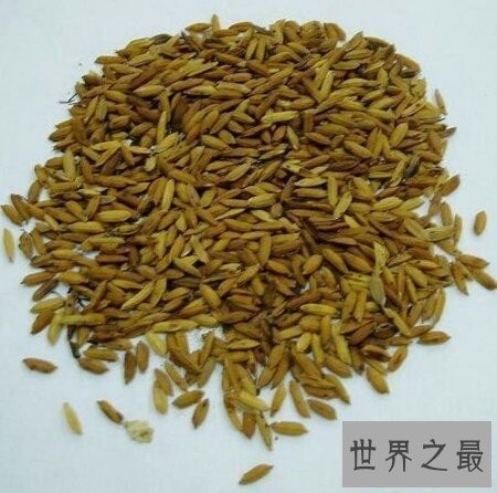 炒谷芽是一道非常有名气的菜 你吃过吗