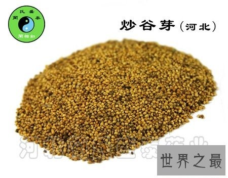 炒谷芽是一道非常有名气的菜 你吃过吗