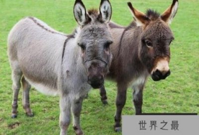 ​世界上最小的驴品种 迷你驴身高不到一米(性格温顺)