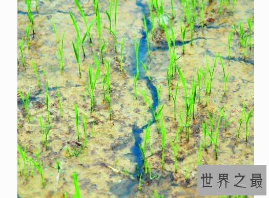 人生四大喜事，如若逢四件大概做梦都会笑醒了吧