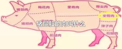 ​猪屁股的肉叫什么