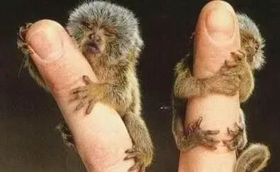 世界上的奇闻轶事（来自世界各地的）(5)