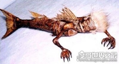 ​1962年活鲛人图片，面目狰狞身似人尾似鱼(假新闻)