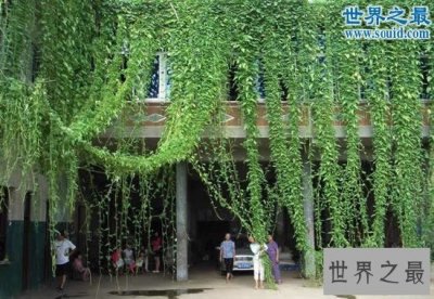 ​世界上最长的空心菜，长沙空心菜长14米(图)