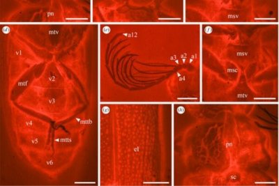 ​科学家发现1亿年前萤火虫祖先:发光为防御和自保，体长7mm