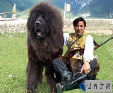 ​世界上最贵的藏獒 怒吼一身震天下！