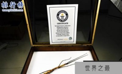 ​世界最大昆虫产卵：吉尼斯纪录“最大昆虫”竹节虫产卵